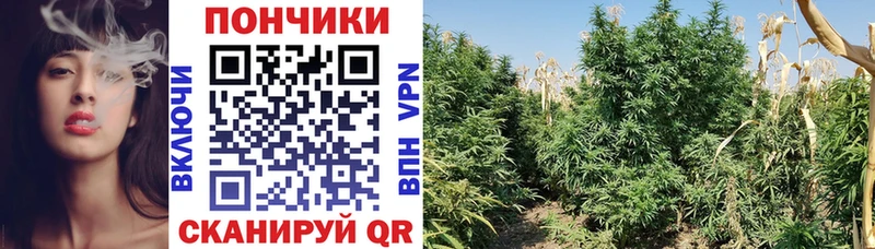 Каннабис ГИДРОПОН Ессентуки